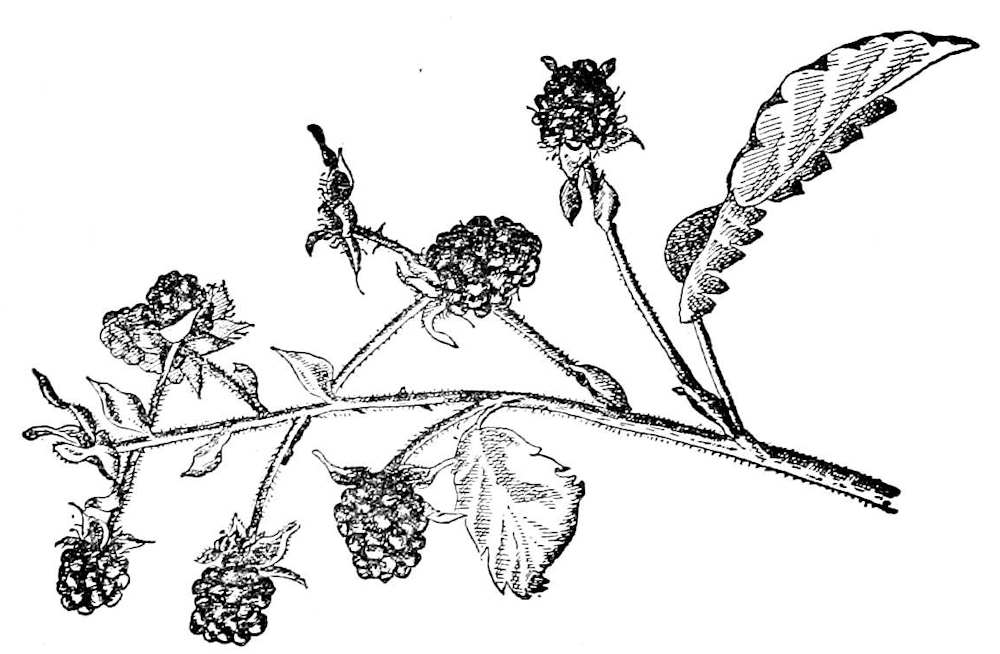 Blackberries on the vine