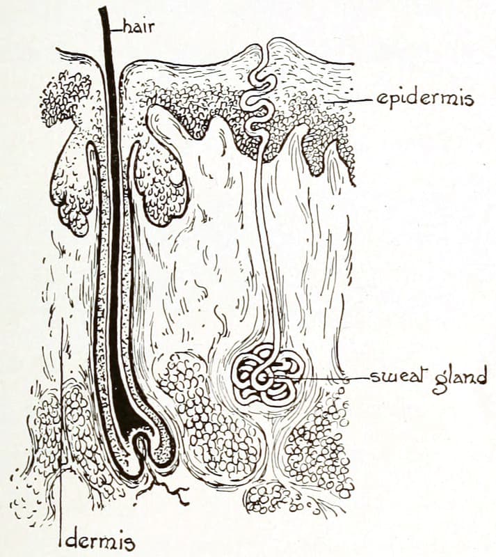 A diagram of the layers of the skin including
hair and a sweat gland