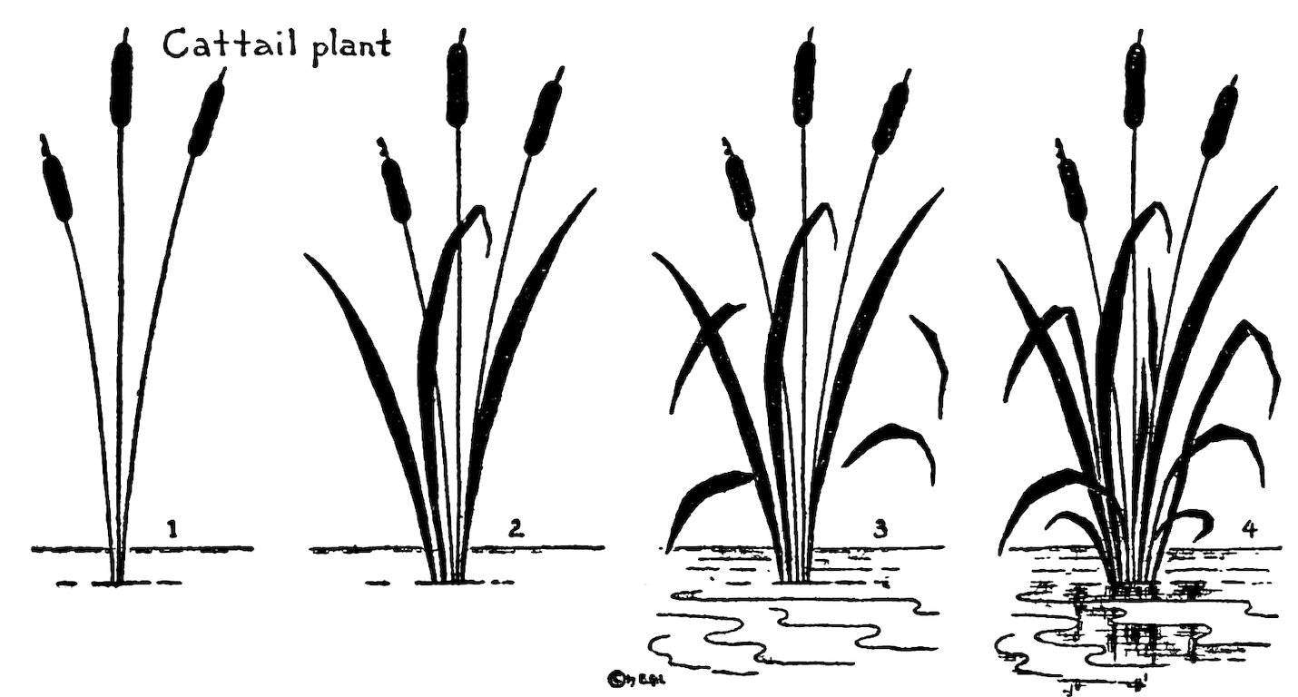 Cattail plant