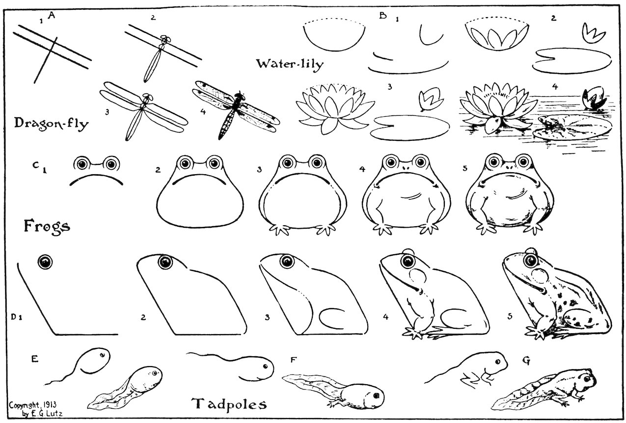 Water-lily Dragon-fly Frogs Tadpoles