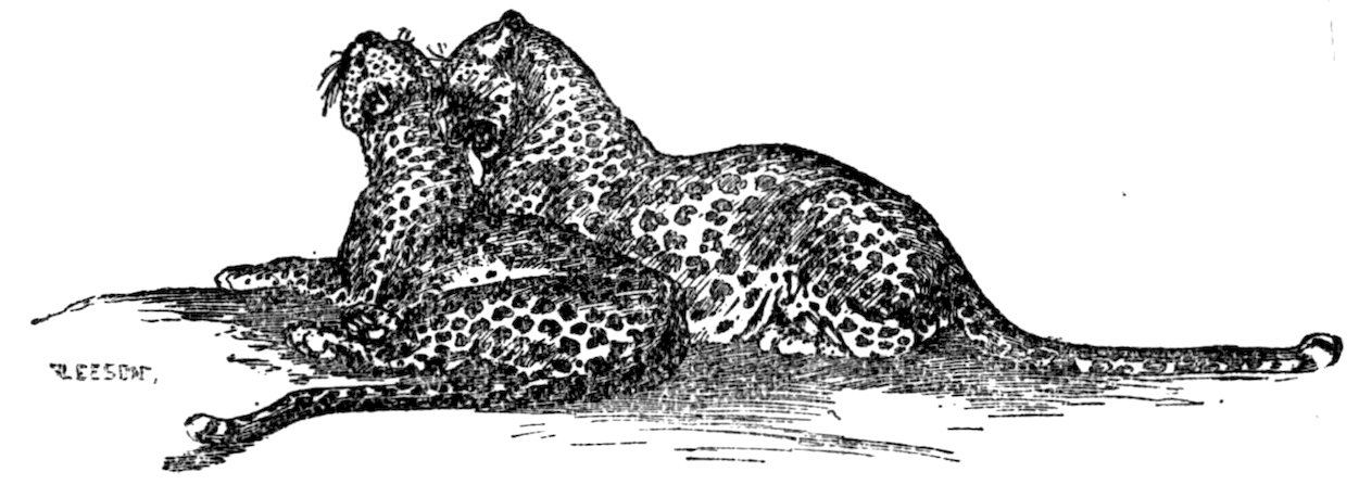 [Leopards]