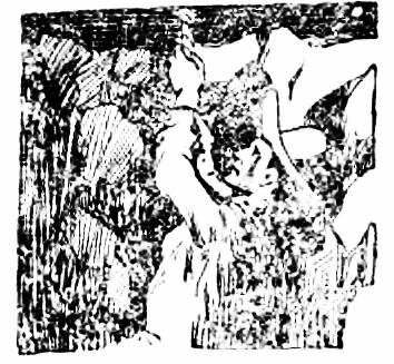 cowboy climbing a rope