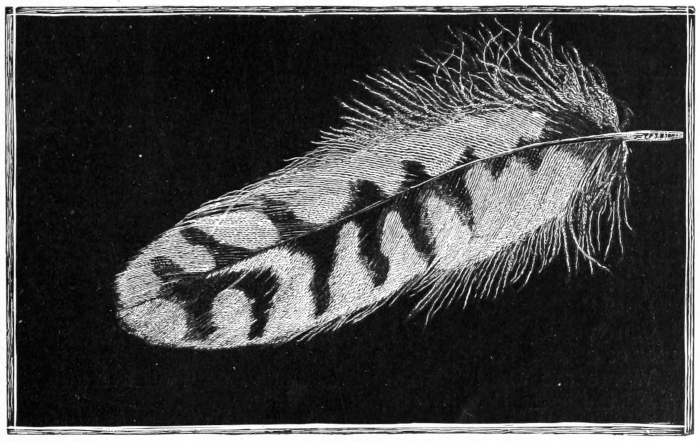 feather