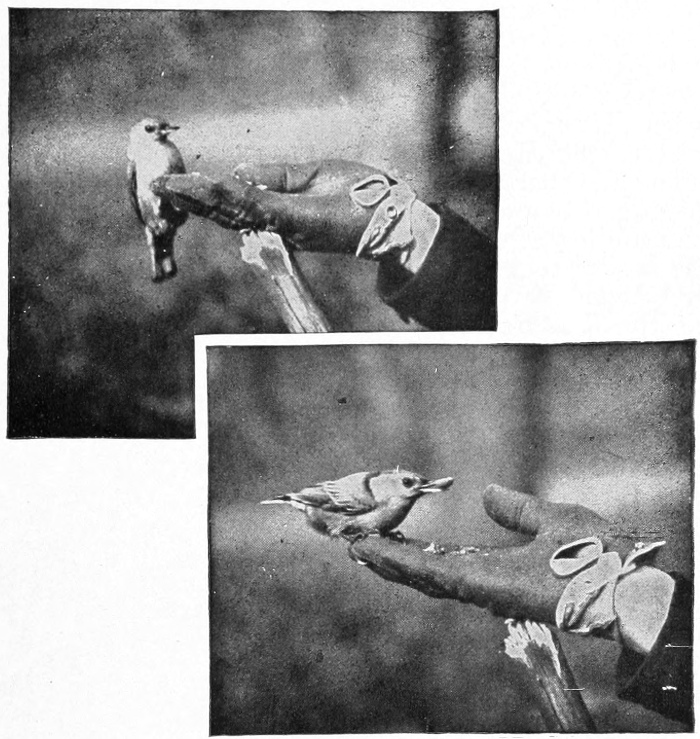 two nuthatch images