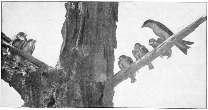 Tree swallows