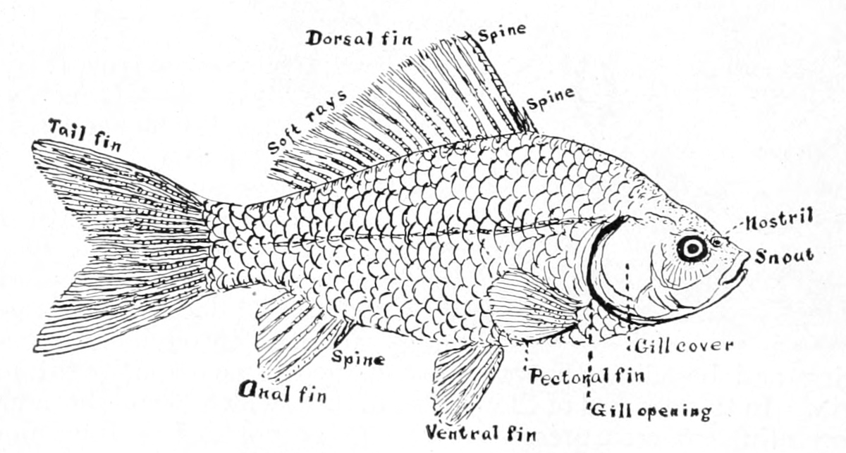 Goldfish parts