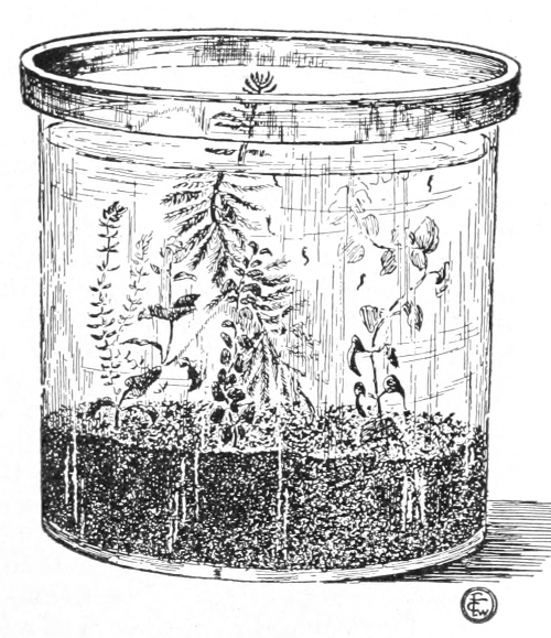 tadpole aquarium