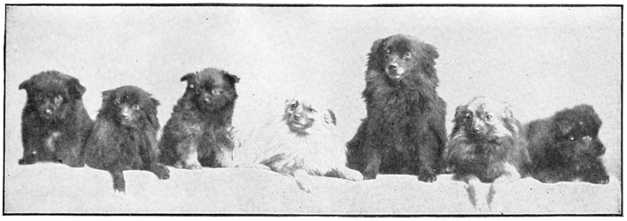 Dogs