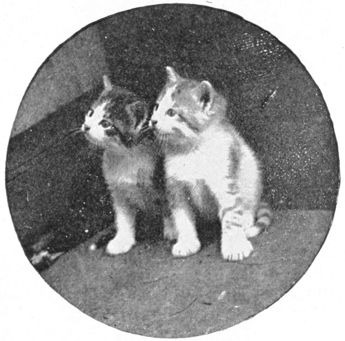 Kittens