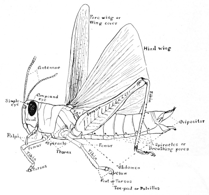 Grasshopper