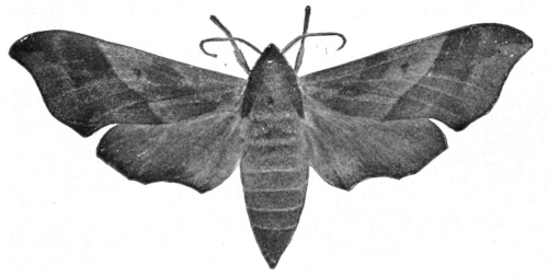 Myron sphins