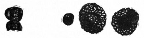 Sprial case