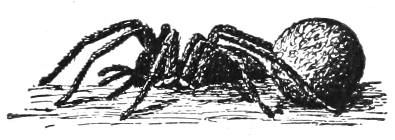 Wolf spider
