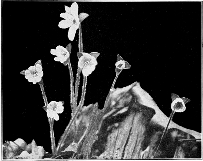 Hepaticas