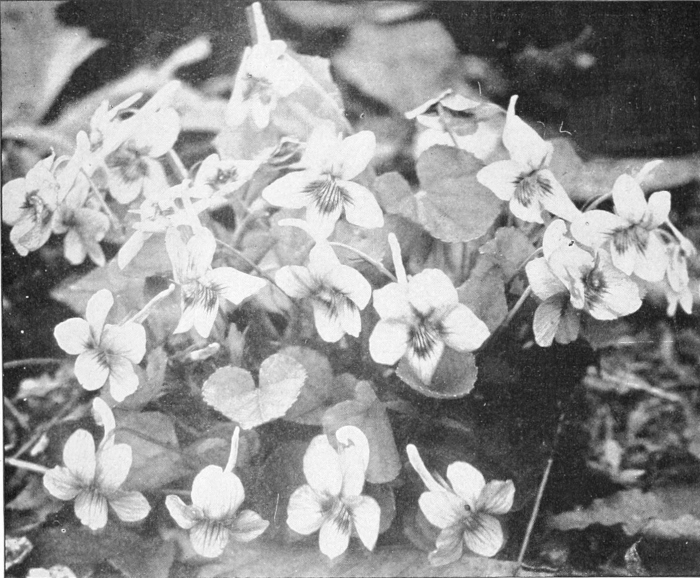Violet