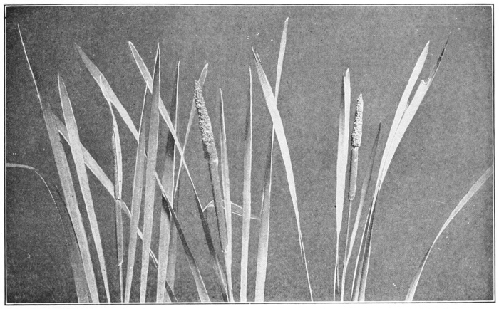 Cat-tail
