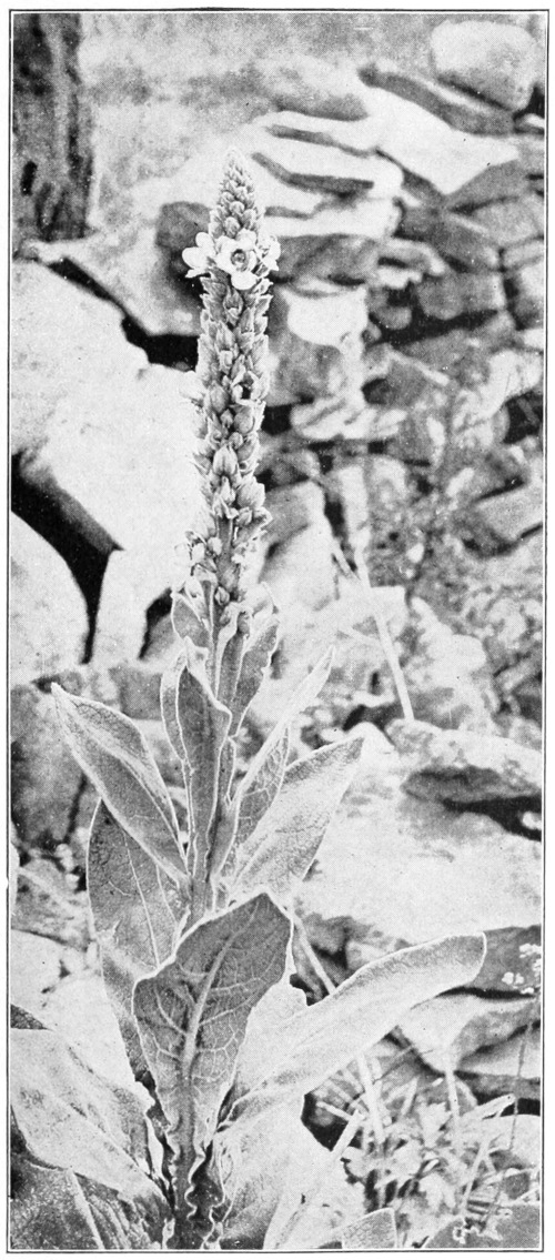 Mullein