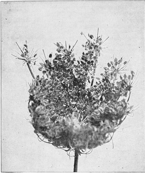 Seed cluster