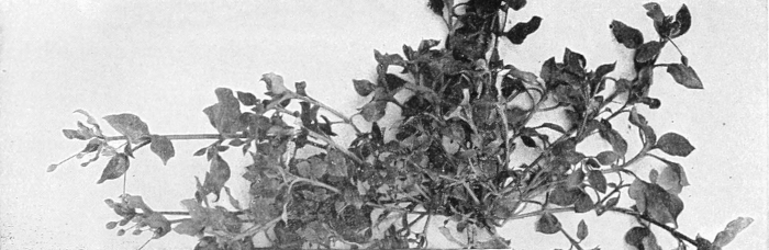 Chickweed