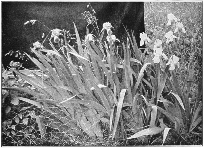 Iris in bloom