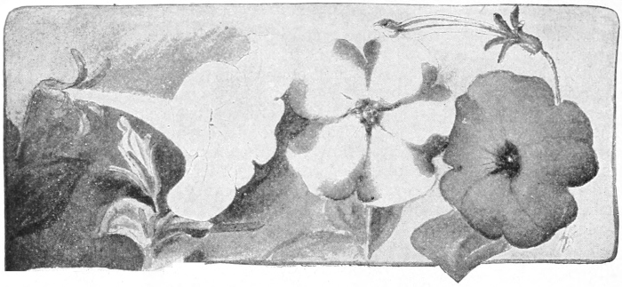 Petunias
