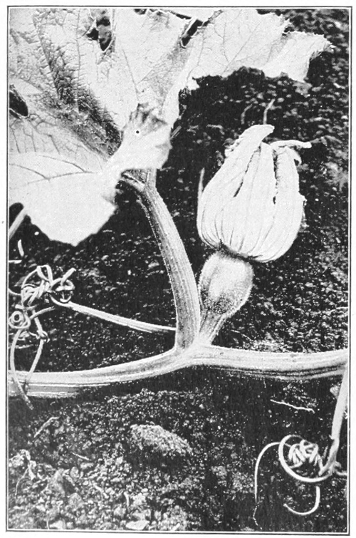 closed pistillate