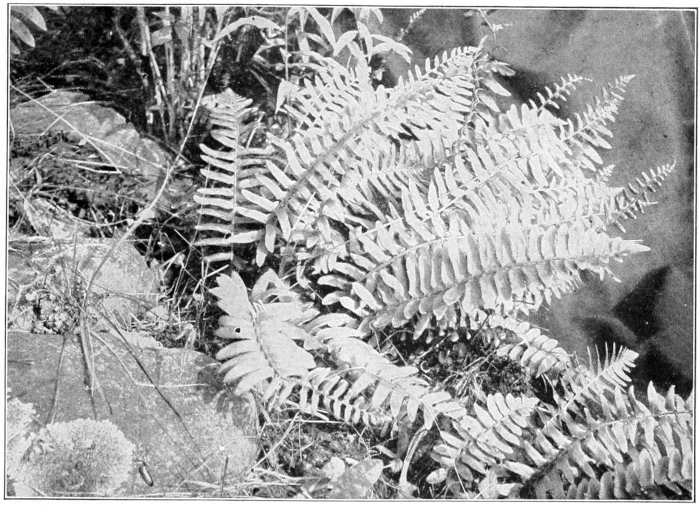 Christmas fern
