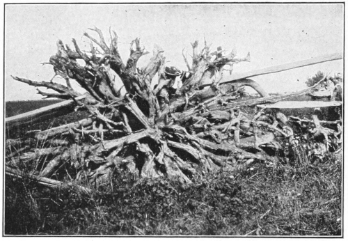White pine roots