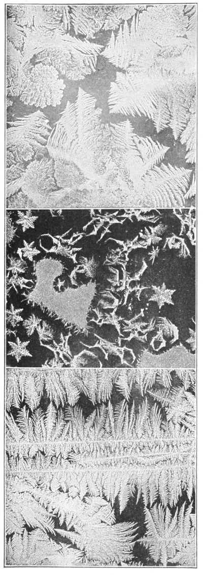 Frost crystals