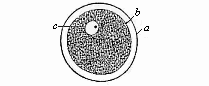 Fig.1 The human ovum