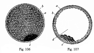 Figs. 106 and 107. The visceral embryonnic
vesicle (blastocystis or gastrocystis) of a rabbit.