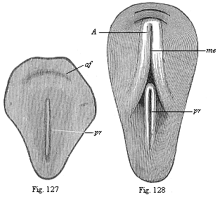 Figs. 127 and 128. Dorsal shield of
the chick.