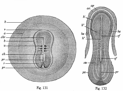 Fig.131. Embryo of the opossum, sixty
hours old. Fig. 132. Sandal-shaped embryonic shield of a rabbit of eight
days.