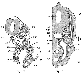 Fig.150. Transverse
section of a human embryo of fourteen days. Fig. 151. Transverse section of a
shark-embryo (or young selachius).