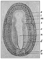 Fig.156. Embryo of the
amphioxus, sixteen hours old, seen from the back.