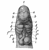 Fig.170. Head of a dog
embryo, seen from the front.