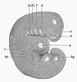 Fig.180. Very young
human embryo of the fourth week, one-fourth of an inch long.