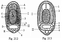 Fig.212. Transverse section of an
Amphioxus-larva, with five gill-clefts, through the middle of the body. Fig.
213. Diagram of the preceding.