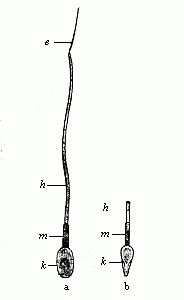 Fig.22 A single human
spermatozoon.