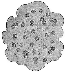 Fig.227. Aphanocapsa
primordialis.