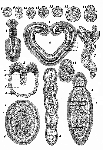 Fig.233. Modern gastræads. Fig. 1.
Pemmatodiscus gastrulaceus (Monticelli), in longitudinal section. Fig. 2.
Kunstleria gruveli (Delage), in longitudinal section. (From Kunstler and
Gruvel.) Figs. 3-5. Rhopalura Giardi (Julin): Fig. 3 male, Fig. 4 female, Fig.
5 planula. Fig. 6. Dicyema macrocephala (Van Beneden). Fig. 7-15. Conocyema
polymorpha (Van Beneden): Fig. 7 the mature gastræad, Fig. 8-15 its
gastrulation.