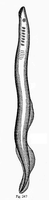 Fig.247. The large
marine lamprey (Petromyzon marinus).