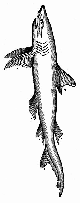 Fig.250.
Fully-developed man-eating shark (Carcharias melanopterus), left view.