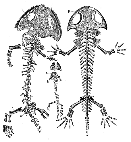 Fig.260. Fossil
amphibian from the Permian, found in the Plauen terrain near Dresden
(Branchiosaurus amblystomus).