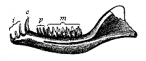 Fig.268. Lower jaw of a
Primitive Mammal or Promammal (Dromatherium silvestre) from the North American
Triassic.