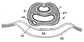 Fig.381. Transverse section of the head of a
chick-embryo, thirty-six hours old.