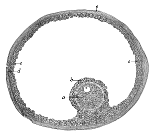 Fig.407. A ripe human Graafian follicle.