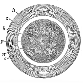 Fig.68. Stem-cell of the mammal ovum (from the
rabbit). Fig. 69. Incipient cleavage of the mammal ovum (from the rabbit). Fig.
70. The first four segmentation-cells of the mammal ovum (from the rabbit).
Fig. 71. Mammal ovum with eight segmentation-cells (from the rabbit).