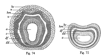 Figs. 74 and 75. Diagram of the four secondary
terminal layers.