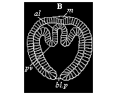 Fig.76. Coelomula of
sagitta.